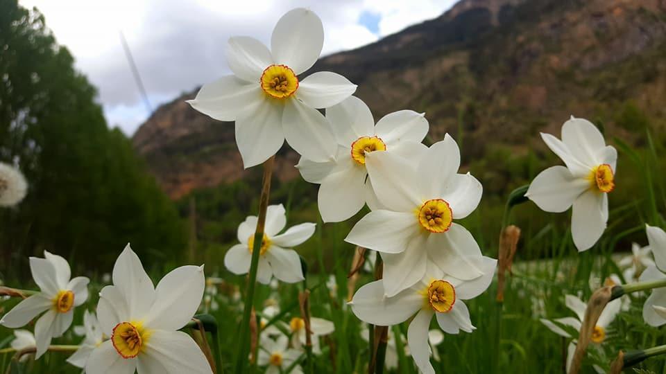 Bpirineos-Las Plazas Benasque Dış mekan fotoğraf